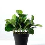 15cm Leaves Artificial Plant  in Plastic pot