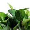 15cm Leaves Artificial Plant  in Plastic pot 2 15cm Leaves Artificial Plant  in Plastic pot