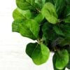 15cm Leaves Artificial Plant  in Plastic pot 3 15cm Leaves Artificial Plant  in Plastic pot