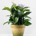 27cm Magnolia Silk Flower  in Paper Pulp pot