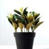 15cm Magnolia Artificial Plant  in Plastic pot 1 15cm Magnolia Artificial Plant  in Plastic pot