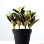 15cm Magnolia Artificial Plant  in Plastic pot