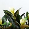 15cm Magnolia Artificial Plant  in Plastic pot 2 15cm Magnolia Artificial Plant  in Plastic pot