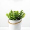 10cm Mimosa Artificial Plant  in Ceramic pot 1 10cm Mimosa Artificial Plant  in Ceramic pot