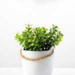 10cm Mimosa Artificial Plant  in Ceramic pot
