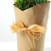 18cm Mimosa Artificial Plant  in Paper wrap pot