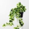 24cm Mini Ivy Artificial Plant  in Plastic pot 1 24cm Mini Ivy Artificial Plant  in Plastic pot