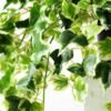 24cm Mini Ivy Artificial Plant  in Plastic pot 2 24cm Mini Ivy Artificial Plant  in Plastic pot
