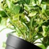 24cm Mini Ivy Artificial Plant  in Plastic pot 4 24cm Mini Ivy Artificial Plant  in Plastic pot