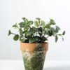 15cm Mini Leaves Artificial Plant  in Paper Pulp pot