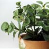 15cm Mini Leaves Artificial Plant  in Paper Pulp pot