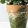 15cm Mini Leaves Artificial Plant  in Paper Pulp pot
