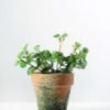 15cm Mini Leaves Artificial Plant  in Paper Pulp pot