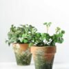 15cm Mini Leaves Artificial Plant  in Paper Pulp pot