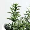 15cm Mini Leaves Artificial Plant  in Ceramic pot
