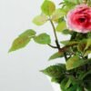 19cm Mini Rose And Berry Silk Flower  in Ceramic jug 3 19cm Mini Rose And Berry Silk Flower  in Ceramic jug
