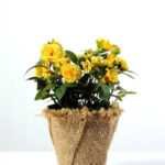 18cm Mini Rose Silk Flower  in Paper Pulp pot