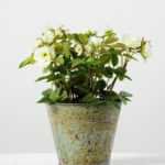 Creative Displays 19cm Mini Rose Silk Flower  in Metal Pot