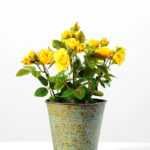 18cm Mini Rose Silk Flower  in Metal Pot