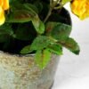 18cm Mini Rose Silk Flower  in Metal Pot