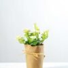 16cm Mini  Silk Flower  in Paper wrap pot