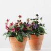 20cm Mini Silk Wild Flower Silk Flower  in Paper Pulp pot 5 20cm Mini Silk Wild Flower Silk Flower  in Paper Pulp pot