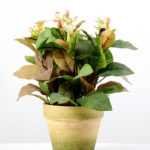 29cm Mini Wild Flower Silk Flower  in Paper Pulp pot