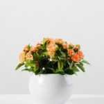 15cm Mini rose Silk Flower  in Ceramic pot