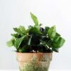 16cm Mint Leaves Artificial Plant  in Paper Pulp pot