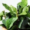 16cm Mint Leaves Artificial Plant  in Paper Pulp pot