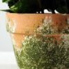 16cm Mint Leaves Artificial Plant  in Paper Pulp pot