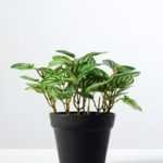 15cm Pilea Notata leaves Artificial Plant  in Plastic pot
