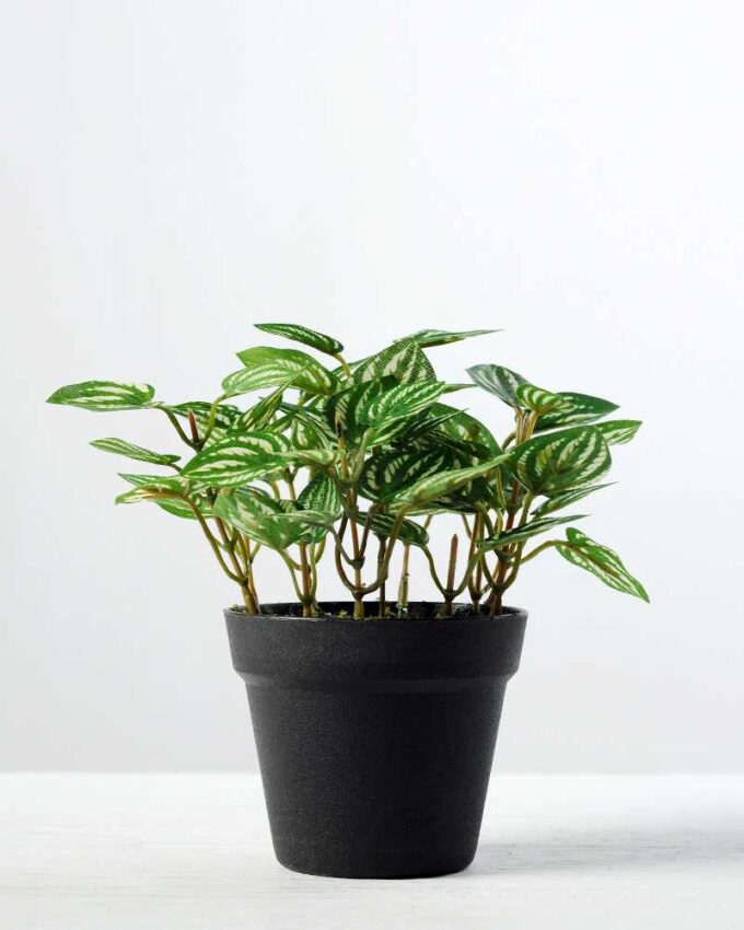 15cm Pilea Notata leaves Artificial Plant in Plastic pot - Silk Flowers ...