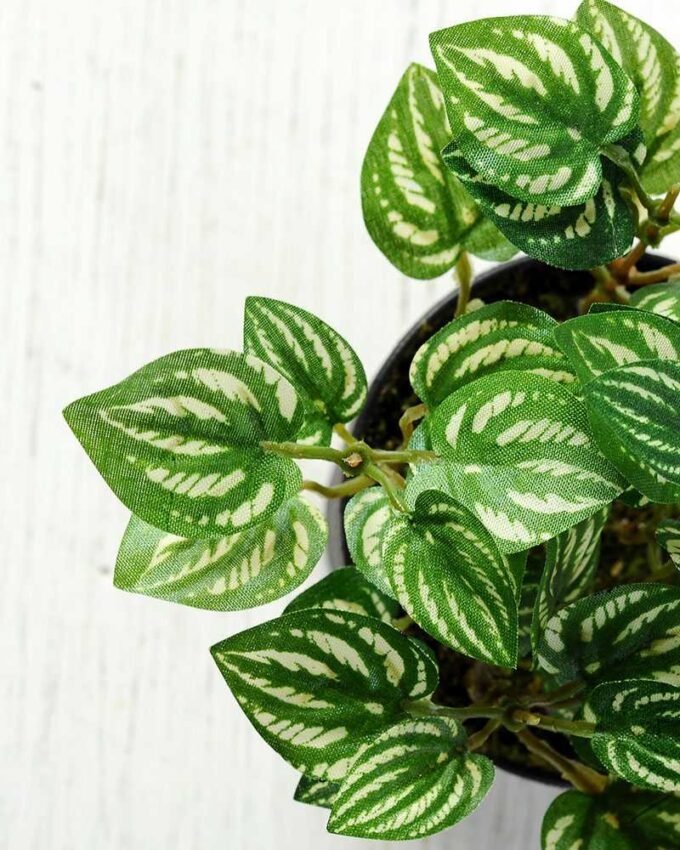 15cm Pilea Notata leaves Artificial Plant  in Plastic pot 2 15cm Pilea Notata leaves Artificial Plant  in Plastic pot