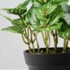 15cm Pilea Notata leaves Artificial Plant  in Plastic pot 3 15cm Pilea Notata leaves Artificial Plant  in Plastic pot