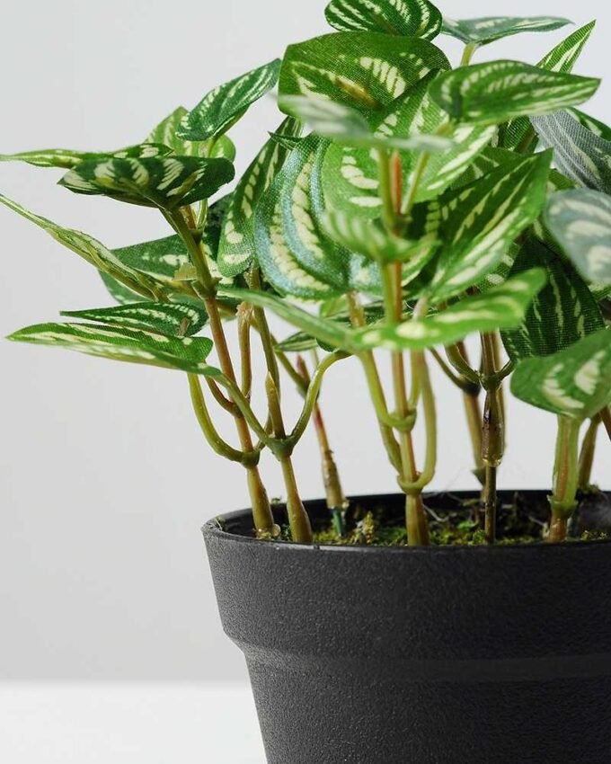 15cm Pilea Notata leaves Artificial Plant  in Plastic pot 3 15cm Pilea Notata leaves Artificial Plant  in Plastic pot