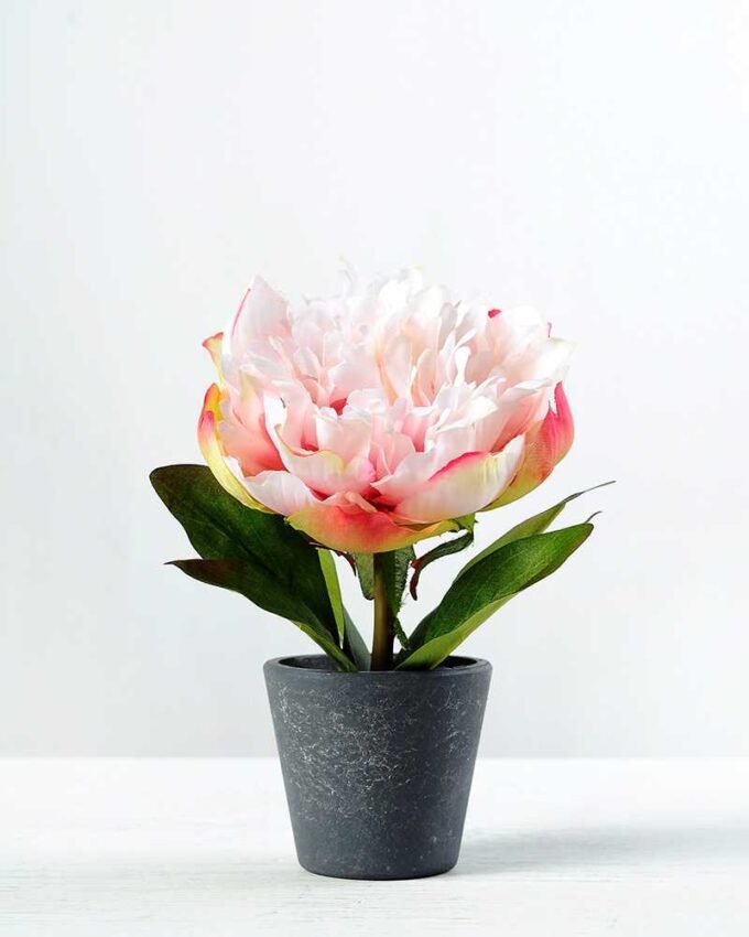 15cm Poney Silk Flower  in Paper Pulp pot