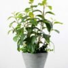 45cm Puer Leaf Artificial Plant  in Paper Pulp pot