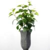 60cm Puer Leaf Artificial Plant  in Paper Pulp pot
