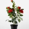 48cm Rose Silk Flower  in Plastic pot, 1 48cm Rose Silk Flower  in Plastic pot,