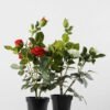 48cm Rose Silk Flower  in Plastic pot, 4 48cm Rose Silk Flower  in Plastic pot,