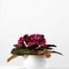 16cm Violet Silk Flower  in Ceramic pot 1 16cm Violet Silk Flower  in Ceramic pot