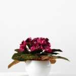 16cm Violet Silk Flower  in Ceramic pot