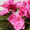 16cm Violet Silk Flower  in Ceramic pot 2 16cm Violet Silk Flower  in Ceramic pot