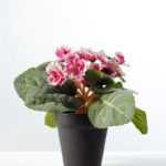 16cm Violet Silk Flower  in Plastic pot
