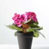 16cm Violet Silk Flower  in Plastic pot 4 16cm Violet Silk Flower  in Plastic pot