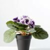 16cm Violet Silk Flower  in Plastic pot 5 16cm Violet Silk Flower  in Plastic pot