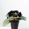 16cm Violet Silk Flower  in Plastic pot 6 16cm Violet Silk Flower  in Plastic pot