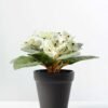 16cm Violet Silk Flower  in Plastic pot 7 16cm Violet Silk Flower  in Plastic pot