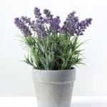 paper potted lavender H:9" GS-0330170SFJ
